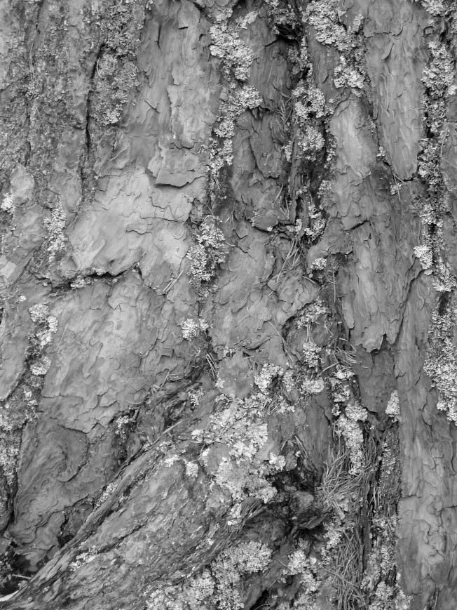 Bark from a Scots pine in the old caledonian forest